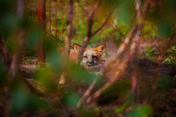Young fox in the reserve, safe, enjoying life surrounded by nature, running and resting