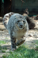 Obraz premium Schneeleopard, Irbis oder Unze (Panthera uncia) Großkatze, Raubtier