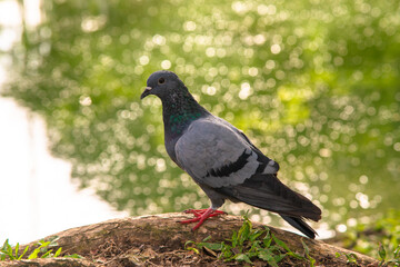 Normal pigeon near the green fresh pond