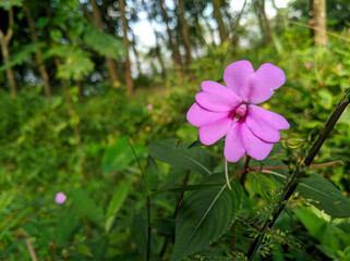 Beautiful Impatiens flaccida flowers in the forest