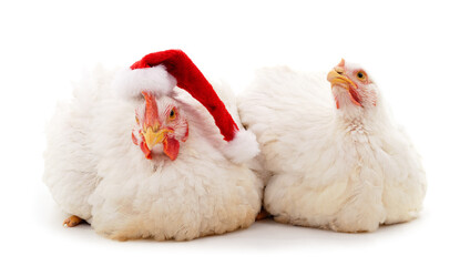 Two chicks in Christmas.