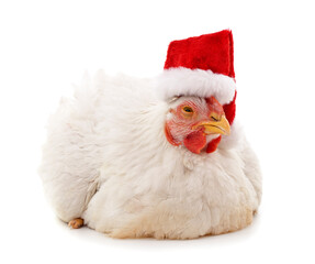 Chicken in a Christmas hat.
