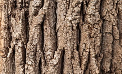 texture brown rough tree bark
