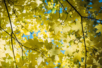 Autumn yellow leaves in sunlight close up. Vibrant maple tree foliage. Beautiful autumnal background.