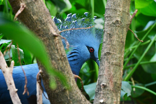 Victoria Crowned Pigeon At Central Park Zoo