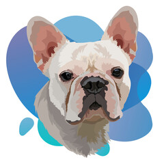 White French Bulldog head vector image. Portrait on a blue gradient background