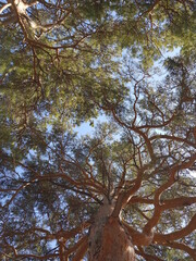 trees in the forest