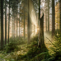 Misty morning in autumn in the forest with sunbeams and lots of spider webs, Germany