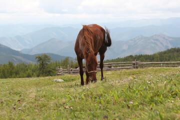 Fototapeta na wymiar the horse grazes in the meadow and eats grass