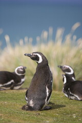 Magellanic penguins on the Falkland Islands - 386687025