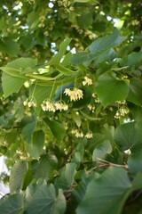 Liden Tree by Morning at Spring