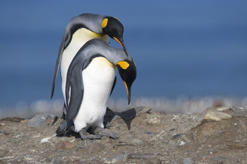 Fototapeta na wymiar King penguins during mating ritual on South Georgia Island