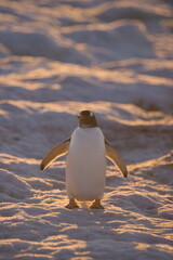 Gentoo penguin in snow on South Georgia Island - 386687215