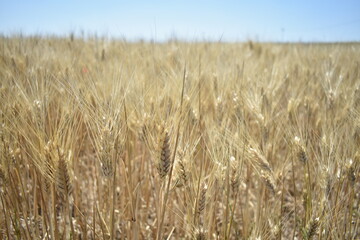 Ripe Wheat Field