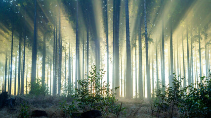 Foggy spruce forest in the morning.
Misty dawn with strong sun beams in a forest in Germany, Rothaargebirge. High contrast and backlit scene.