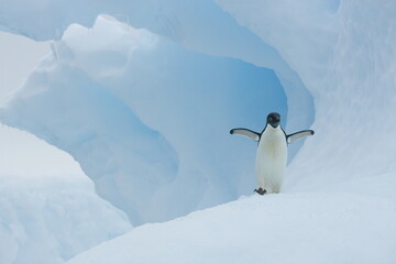 Adelie penguin on an iceberg off of the coast of Antarctica - 386687272