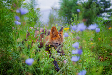 Fox in nature in its natural habitat resting after hunting
