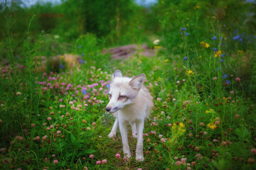 Fototapeta premium Fox in nature in its natural habitat resting after hunting