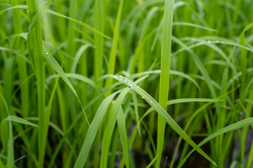 Water drops on fresh green grass background. Green grass background.