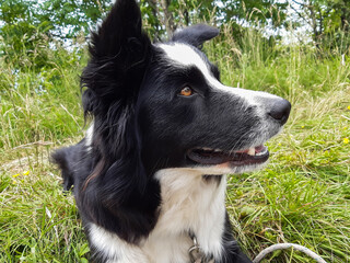 Border collie in montagna, animali e paesaggi in Italia