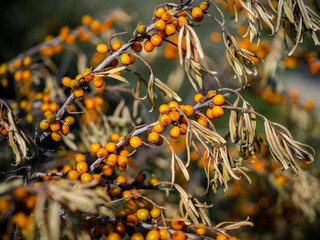Closeup photo of sea buckthorn bushes with yellow ripe sour berries. Wild & organic sandthorn. Natural botanic background. Healthful & tasty berry is used in medicine and culinary art as an ingridient