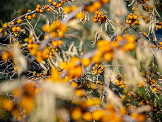 Closeup photo of sea buckthorn bushes with yellow ripe sour berries. Wild & organic sandthorn....