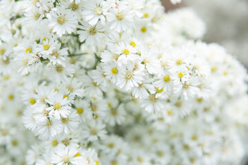 Beautiful white cutter flowers in a flower field Natural beauty White flower background Beautiful...