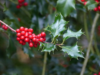 Red berries of European Holly (Ilex aquifolium) Aquifoliaceae family.