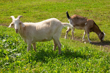 white goat with goat graze on a meadow and eat grass