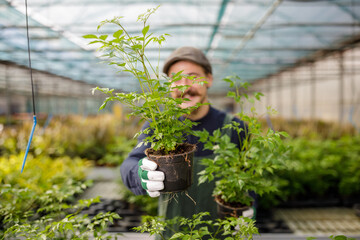Happy male gardener with mustache offer plants and flowers to the clients in the greenhouse