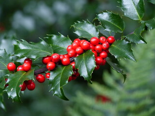 Red berries of European Holly (Ilex aquifolium) Aquifoliaceae family.