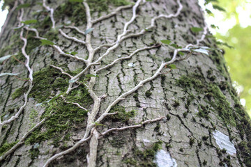 Efeu am Baum im Wald