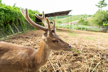A beautiful horned deer was raised in a zoo.