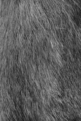Deer Fur Close Up Background Photo