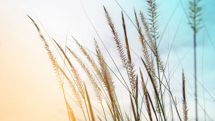 White grass flowers and sunlight Bright blue sky background Beautiful nature background and copy...