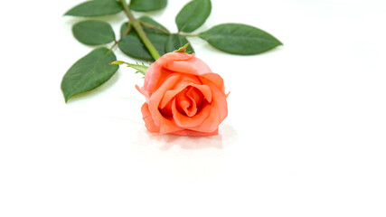 beautiful orange rose flower isolated on white background-Rosa sp., This image is available for clipping work.