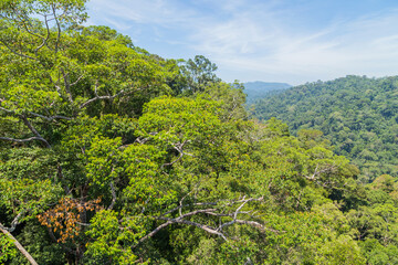 Ulu Temburong National Park