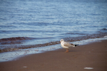 an adult gull stands on the Bank near the water