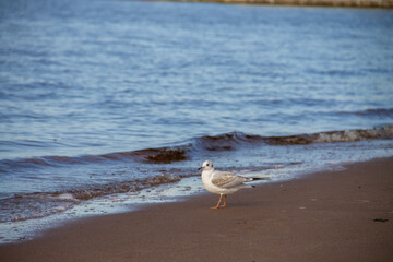an adult gull stands on the Bank near the water