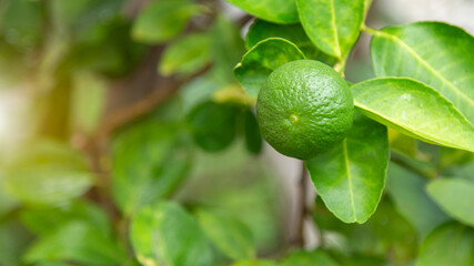 Green limes hanging on a tree in the garden. Lemon fruit with vitamin C high, the lemon juice is a popular water lime for drinking.