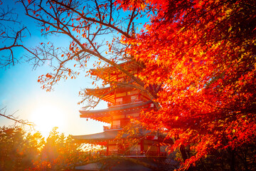Autumn in Japan. Pagoda and autumn trees against the setting sun. Chureito pagoda on a Sunny autumn day. Buddhist temple in Fujiyoshida. Golden autumn in Japan. Trip to Japan.
