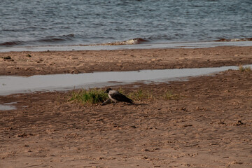 grey crow walks on a sandy beach