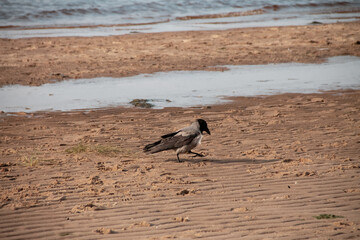 grey crow walks on a sandy beach