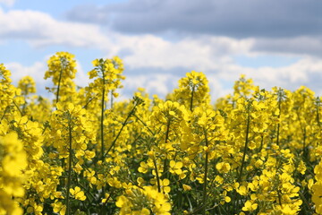 Rapsblüten