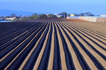 じゃがいも畑３