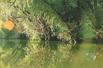 Sauces en una laguna en el delta del Danubio. Paisaje de humedales de agua dulce en la...