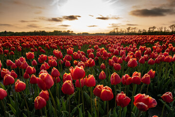 red sky over a field of tulips  - Powered by Adobe