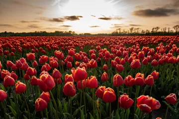 Fototapeten red sky over a field of tulips  © Stefan