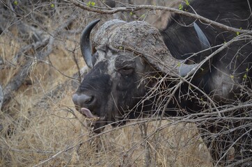 Buffalo bull