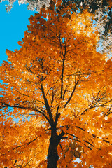 Otoño en la Hiruela